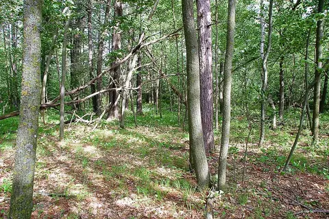 tbd Rognaldson Rd, Brainerd, MN 56401 photo 8