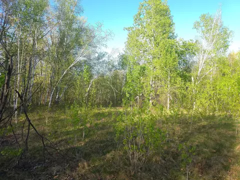 000 Starch Rd, Bruno, MN 55712 photo 4