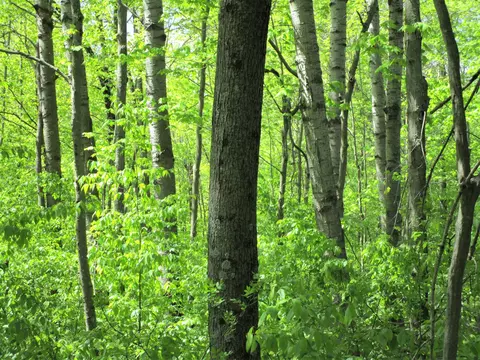 lot1 85th St, Frederic, WI 54837 photo 3