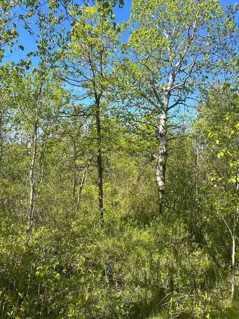 tbd 110th St, Strathcona, MN 56759 photo 20