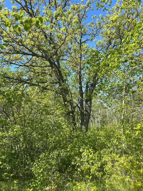 tbd 110th St, Strathcona, MN 56759 photo 16