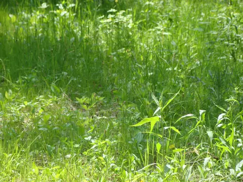 tbd Dam Rd, Emily, MN 56447 photo 6