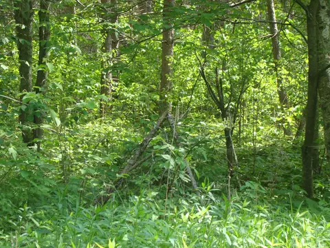 tbd Dam Rd, Emily, MN 56447 photo 5