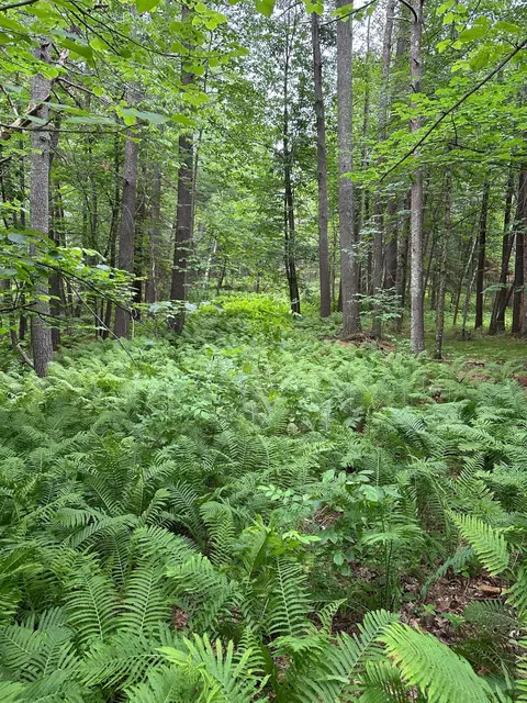 tbd Pool Lake Rd NE, Port Hope Twp, MN 56601