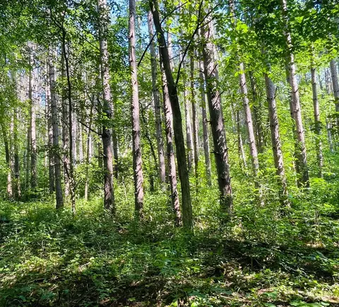 tbd Brown Ln, Pepin, WI 54759