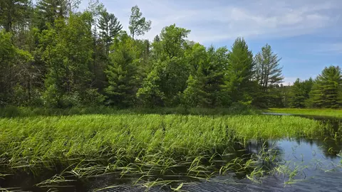 tbd N 40 N Rollick Crk, Crane Lake, MN 55725
