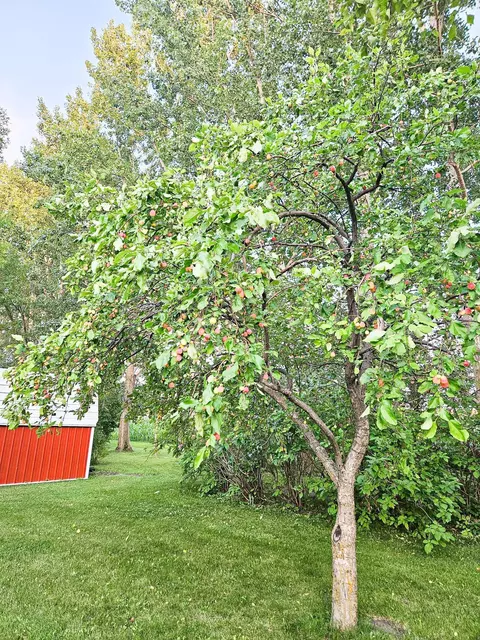 Exterior - 432 E 2nd St, Argyle, MN 56713 photo 13 of 14