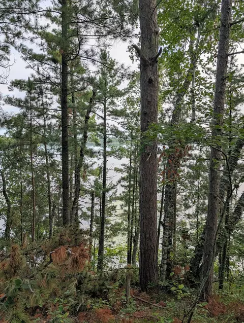 tbd Birch Run Ln, Frohn Twp, MN 56601