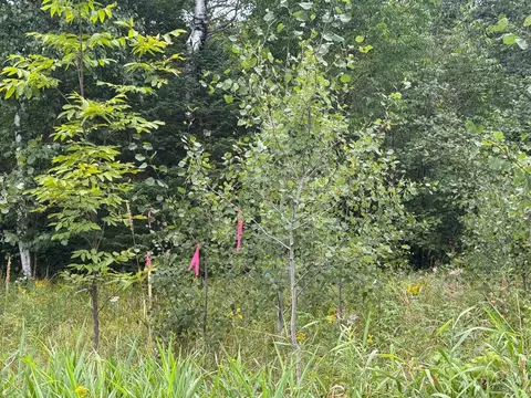 tbd Townline Rd, Brimson, MN 55602 photo 5