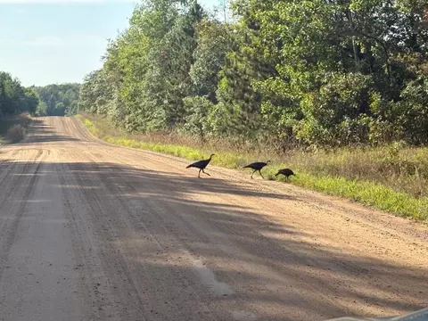 tbd Elm Trl, Nevis, MN 56467 photo 5