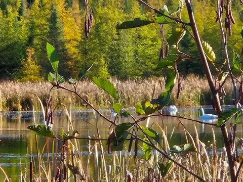tbd Leathers Rd, Orr, MN 55771 photo 2