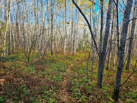 tbd Leathers Rd, Orr, MN 55771 photo 13
