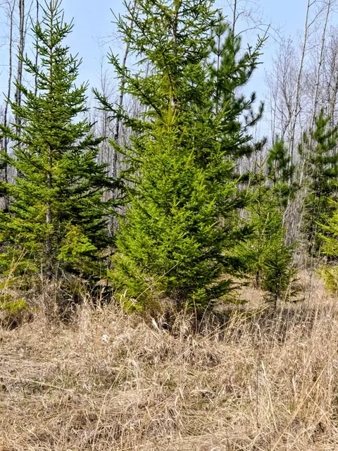 17 E County Rd, Mizpah, MN 56660