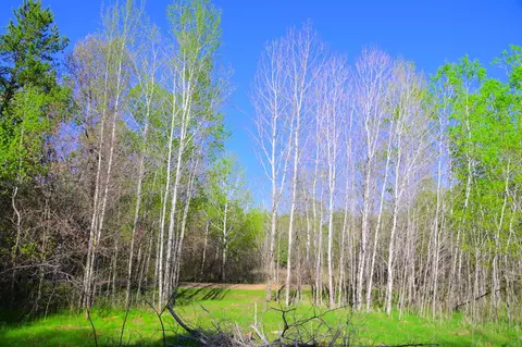 27705 Oberon Loop, Browerville, MN 56438 photo 16