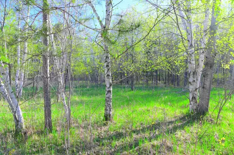 27727 Oberon Loop, Browerville, MN 56438 photo 30