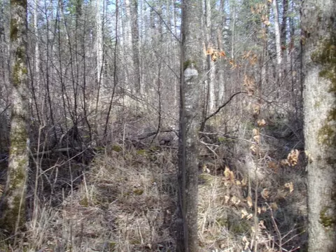 tbd Goshawk St, Mcgregor, MN 55760 photo 16