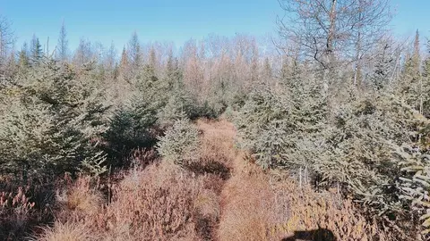 Other - 10478 Leander Rd, Angora, MN 55703 photo 12 of 15