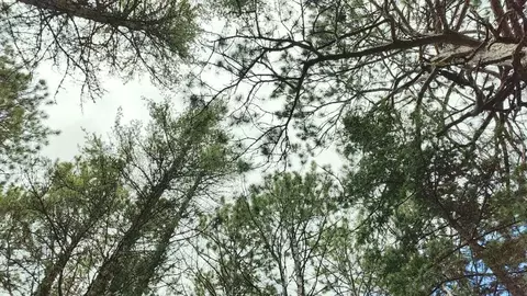 80064 Osprey Pass, Tower, MN 55790 photo 12