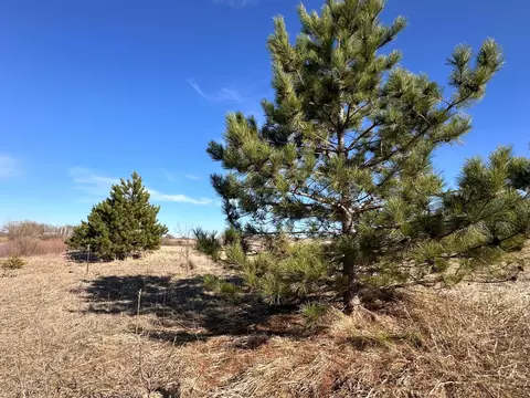 tbd Norwegian Rd, Vining, MN 56588 photo 22