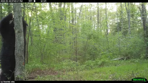 Other - 81289 E Side Fire Ln, Butternut, WI 54514 photo 12 of 13