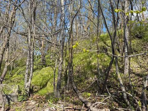 tbd Pine Point Dr, Walker, MN 56484 photo 13