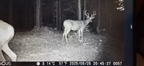 40 Acres 270th St, Cornell, WI 54732 photo 15
