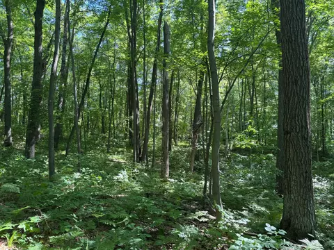 tbd Cedar Rd, Cushing, MN 56443 photo 22