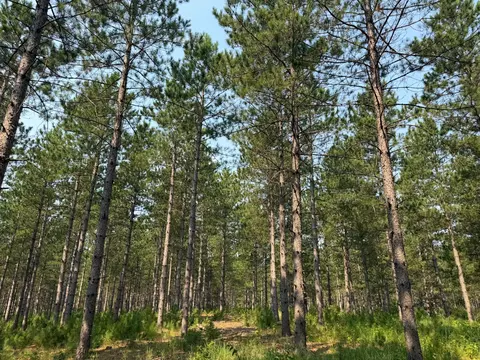 tbd Cottingham Dr, Staples, MN 56479 photo 18