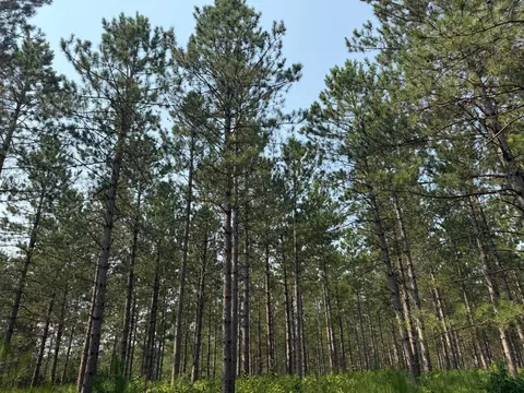 tbd Cottingham Dr, Staples, MN 56479 photo 17