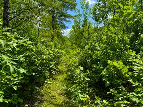 tbd Chimney Rd, Nevis, MN 56467 photo 8