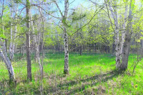 27727 Oberon Loop, Browerville, MN 56438 photo 30