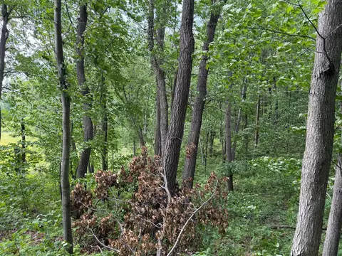 tbd 335th Ave, Cushing, MN 56443 photo 58