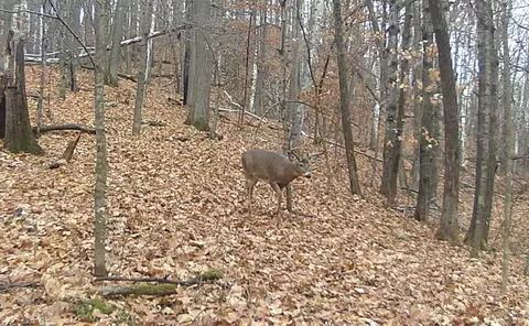 tbd 335th Ave, Cushing, MN 56443 photo 73