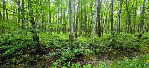 tbd Dawson Rd NW, Angle Inlet, MN 56711 photo 4
