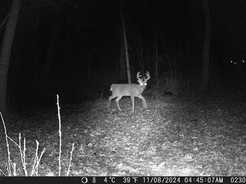 tbd Deer Rd, Canton, MN 55922 photo 18