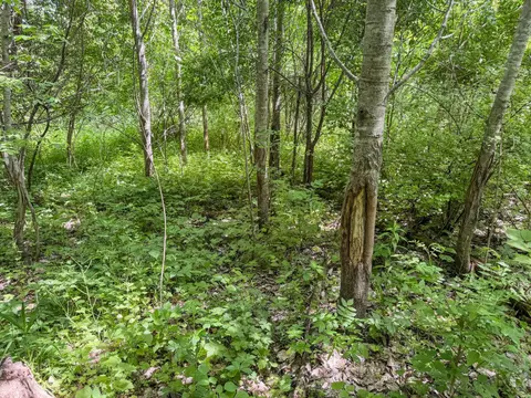 00 Dopp, Ettrick, WI 54627 photo 19