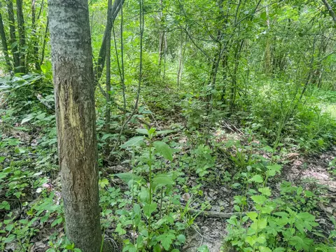 00 Dopp, Ettrick, WI 54627 photo 21