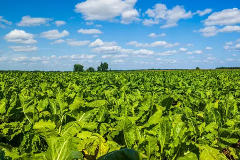 tbd 360 St NW, Argyle, MN 56713 photo 3