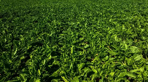 tbd 360 St NW, Argyle, MN 56713 photo 53