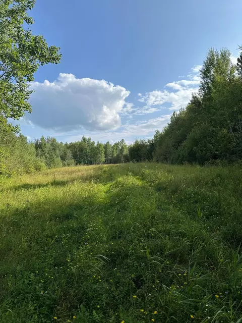 tbd Esh Acreage Highway 53, Ray, MN 56669 photo 7