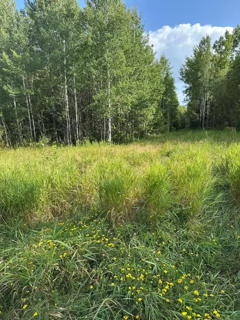 tbd Esh Acreage Highway 53, Ray, MN 56669 photo 13