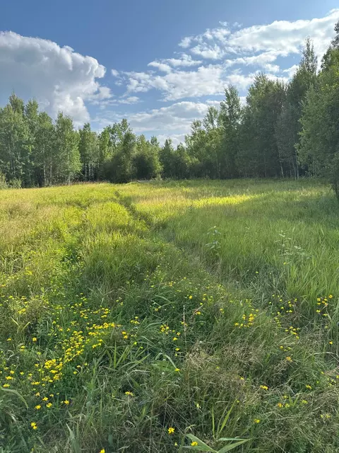 tbd Esh Acreage Highway 53, Ray, MN 56669 photo 10