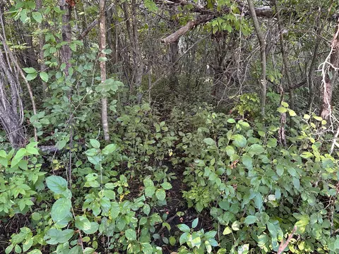 Other - 40099 Us-71, Bertha, MN 56437 photo 4 of 15