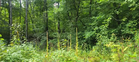 tbd Cedar Rd, Cushing, MN 56443 photo 9