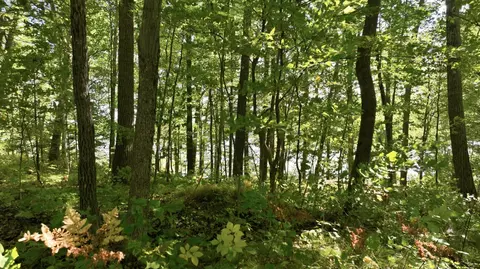 lot2 Sugar Bay Rd, Chetek, WI 54728 photo 9