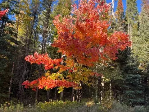 tbd Lost Lake Rd, Tower, MN 55790 photo 6