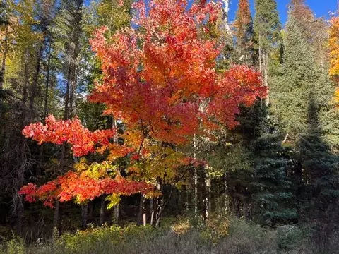 tbd Lost Lake Rd, Tower, MN 55790