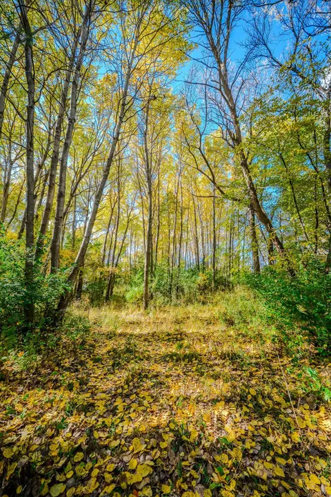 tbd County Road 102, Grey Eagle, MN 56336 photo 4