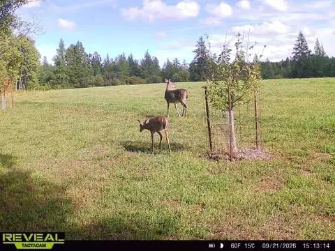 tbd Nylund Rd, Cook, MN 55723 photo 5