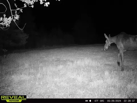 tbd Nylund Rd, Cook, MN 55723 photo 3